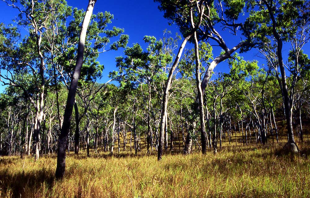 04Eukalyptuswald-am-Camp