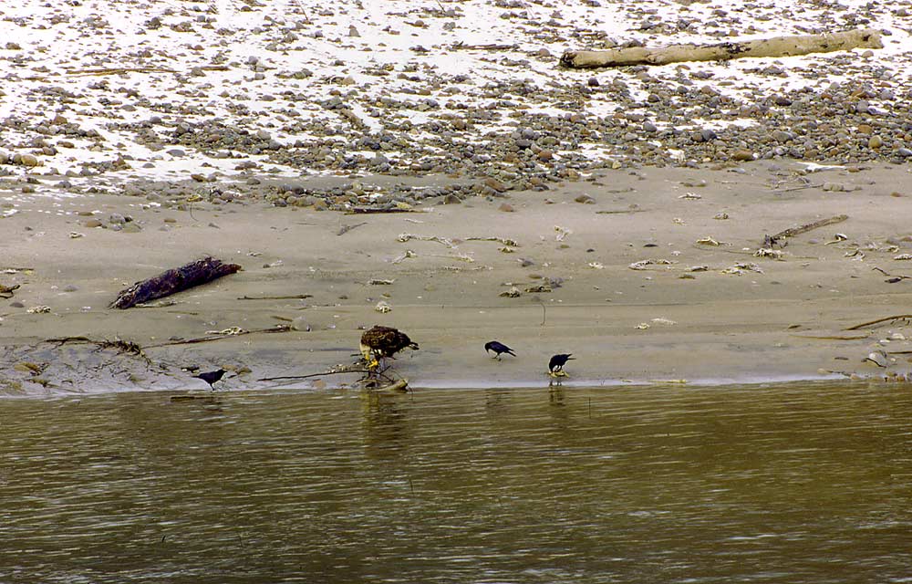 01Bald-Eagle-feeding
