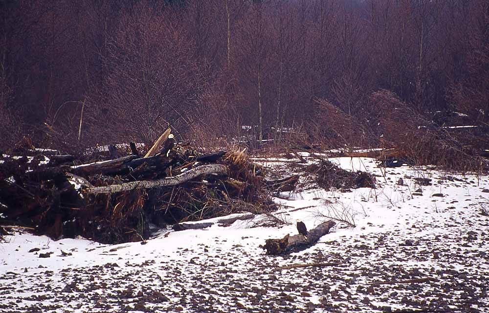 02Bald-Eagles