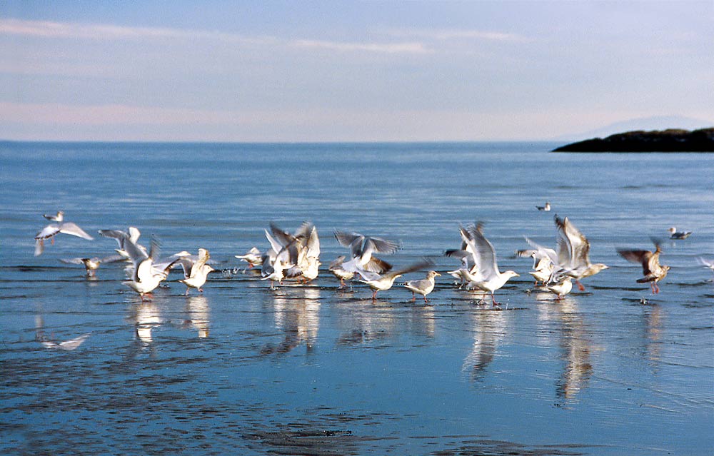 20Seagulls