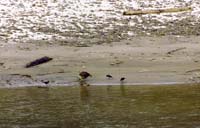 01Bald-Eagle-feeding