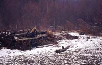 02Bald-Eagles
