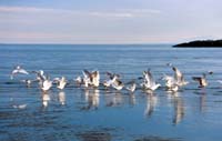 20Seagulls