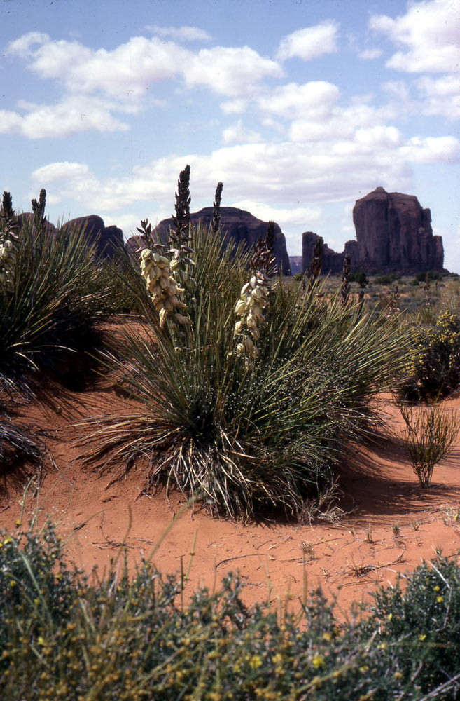 10Yucca