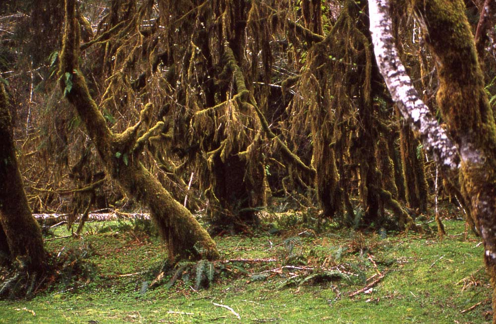 37Hoh-Rain-Forest
