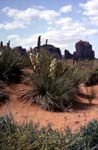 10Yucca