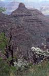 22Grand-Canyon