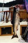33Salmon