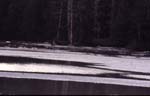 36Bär